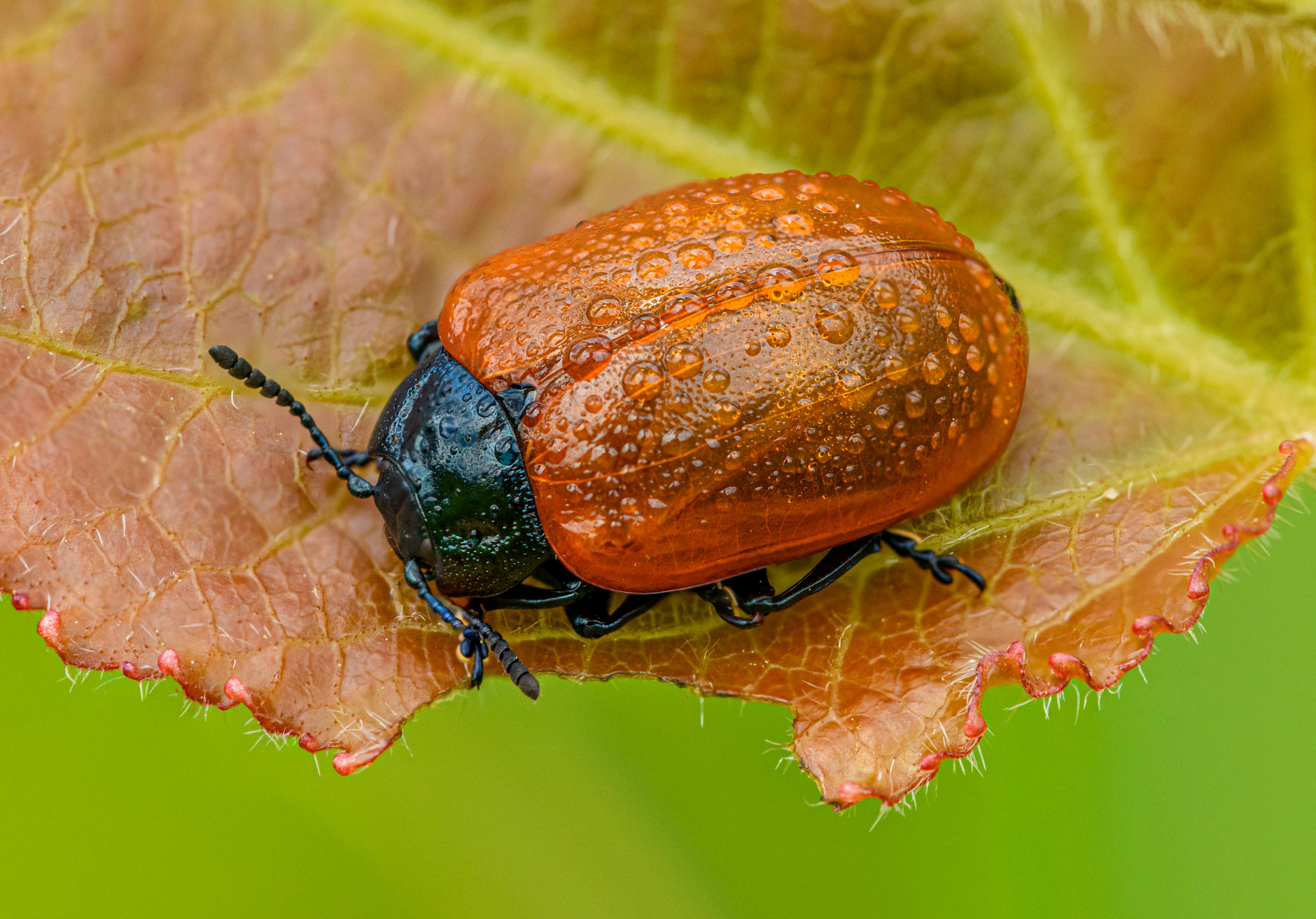 Real-Time Pest and Disease Detection